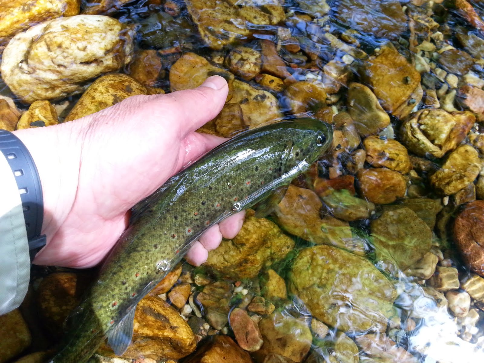 HISTORIA DE UN DÍA DE PESCA EN PRIARANZA,RÍO DUERNA, hacer click.