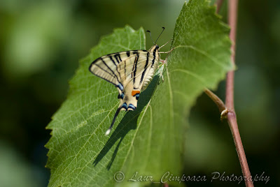 Coada randunicii Segelfalter Scarce Swallowtail Flambé Kardoslepke Iphiclides podalirius