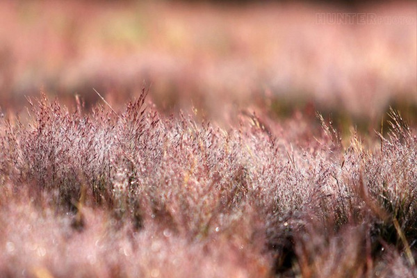 [Image: Sac-hong-lang-mang-voi-doi-hoa-co-dai-Da-Lat-7.jpg]