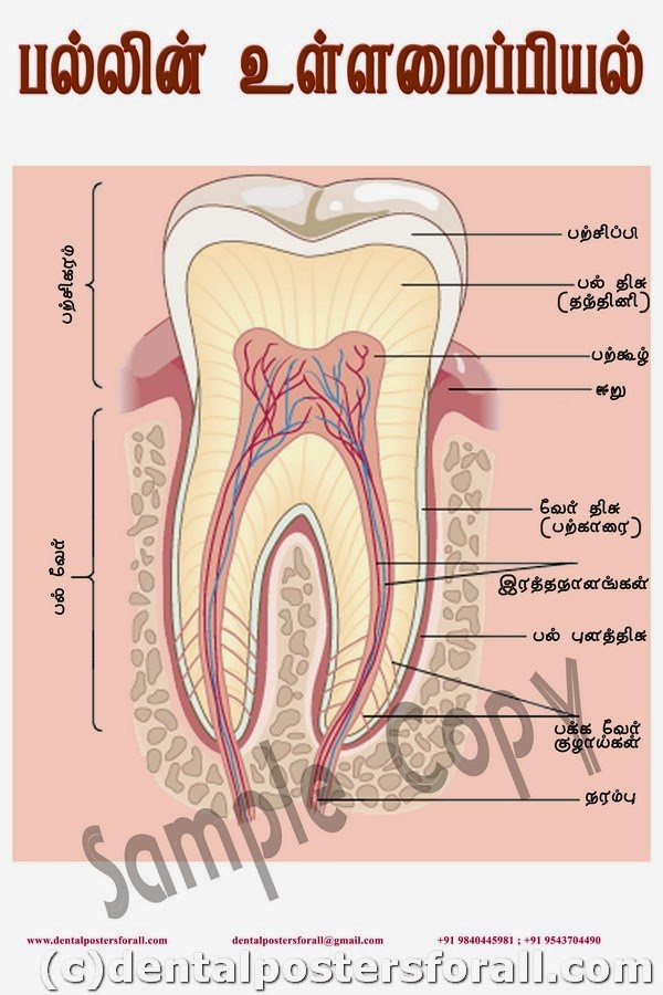 Dental Posters to Educate Patients Cross Section of Tooth in Tamil
