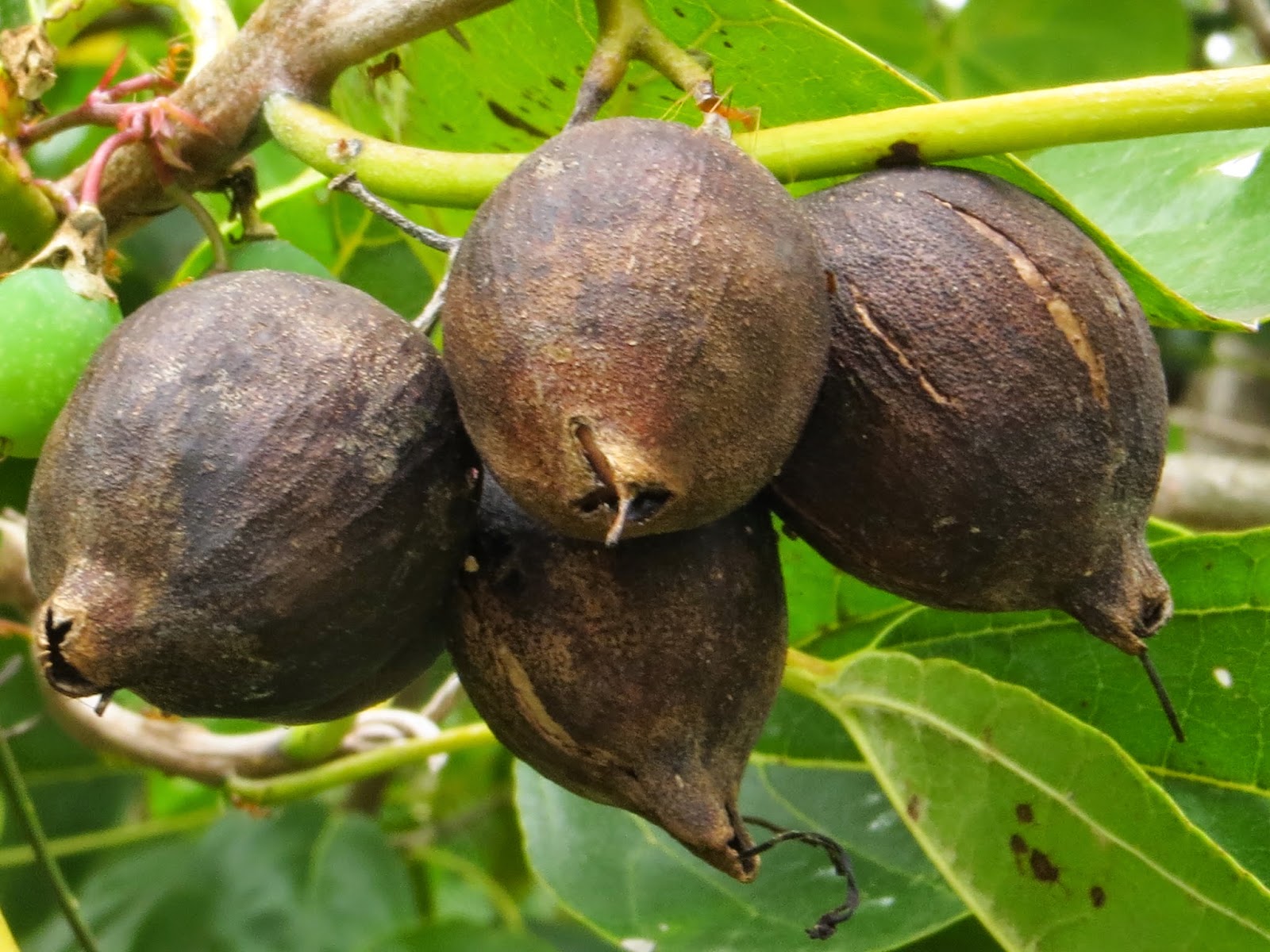Let's Go! Native Plants, Hawai'ian Style