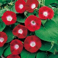 Red Ipomoea Violacea Red Ipomoea Violacea