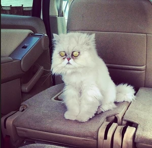 Funny cats - part 93 (40 pics + 10 gifs), cat with crazy eyes