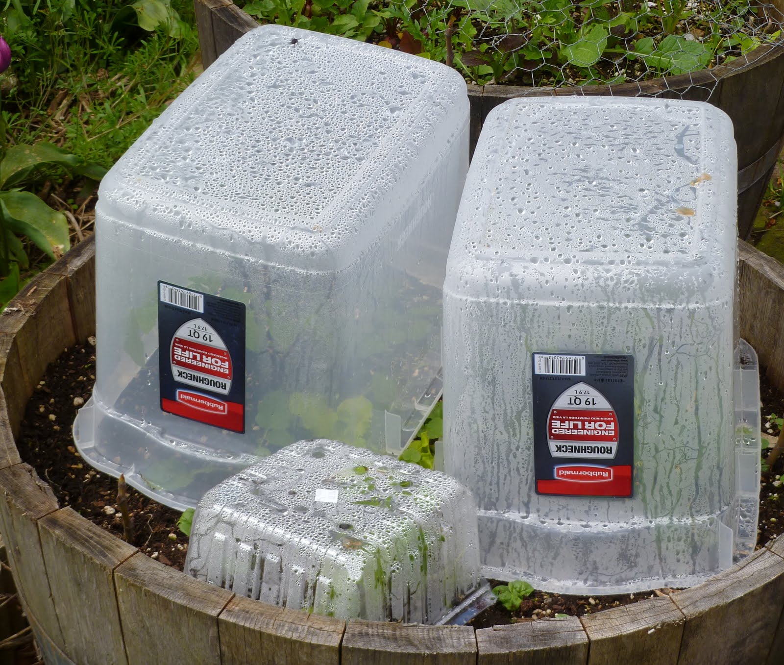 Growing Greener in the Pacific Northwest Tomato covers