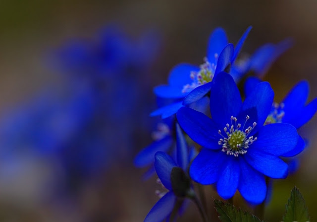 Blue Flowers