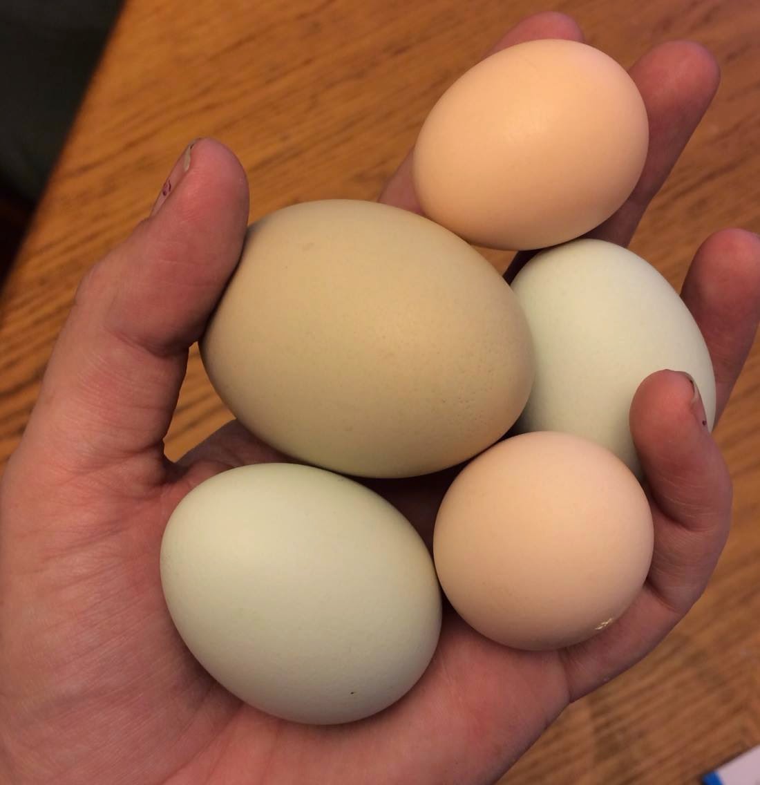 My Favorite Chicken Died DIY Horse Ownership