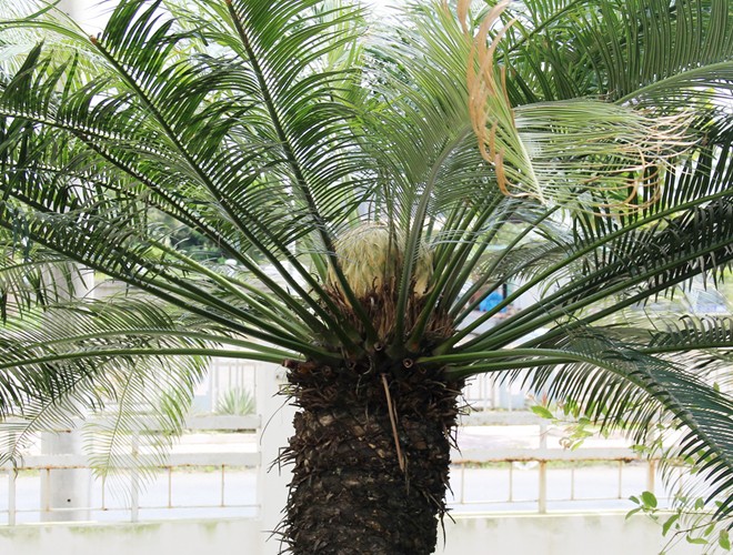 [Image: hoa_van_tue_7.jpg]