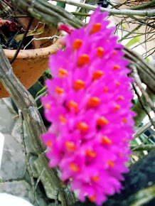 Bunga Anggrek Brushby