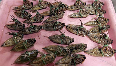 Kumbang air goreng bisa menjadi salah satu alternatif pilihan menu serangga