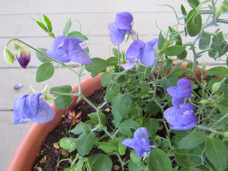 Four Hills of Squash The "Sugar 'n Spice" Sweet Peas