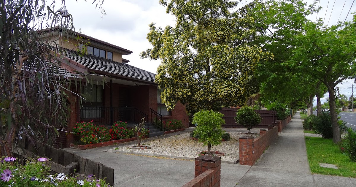 Melbourne Fresh Daily MELBOURNE STREET TREES 50 NATIVE FRANGIPANI