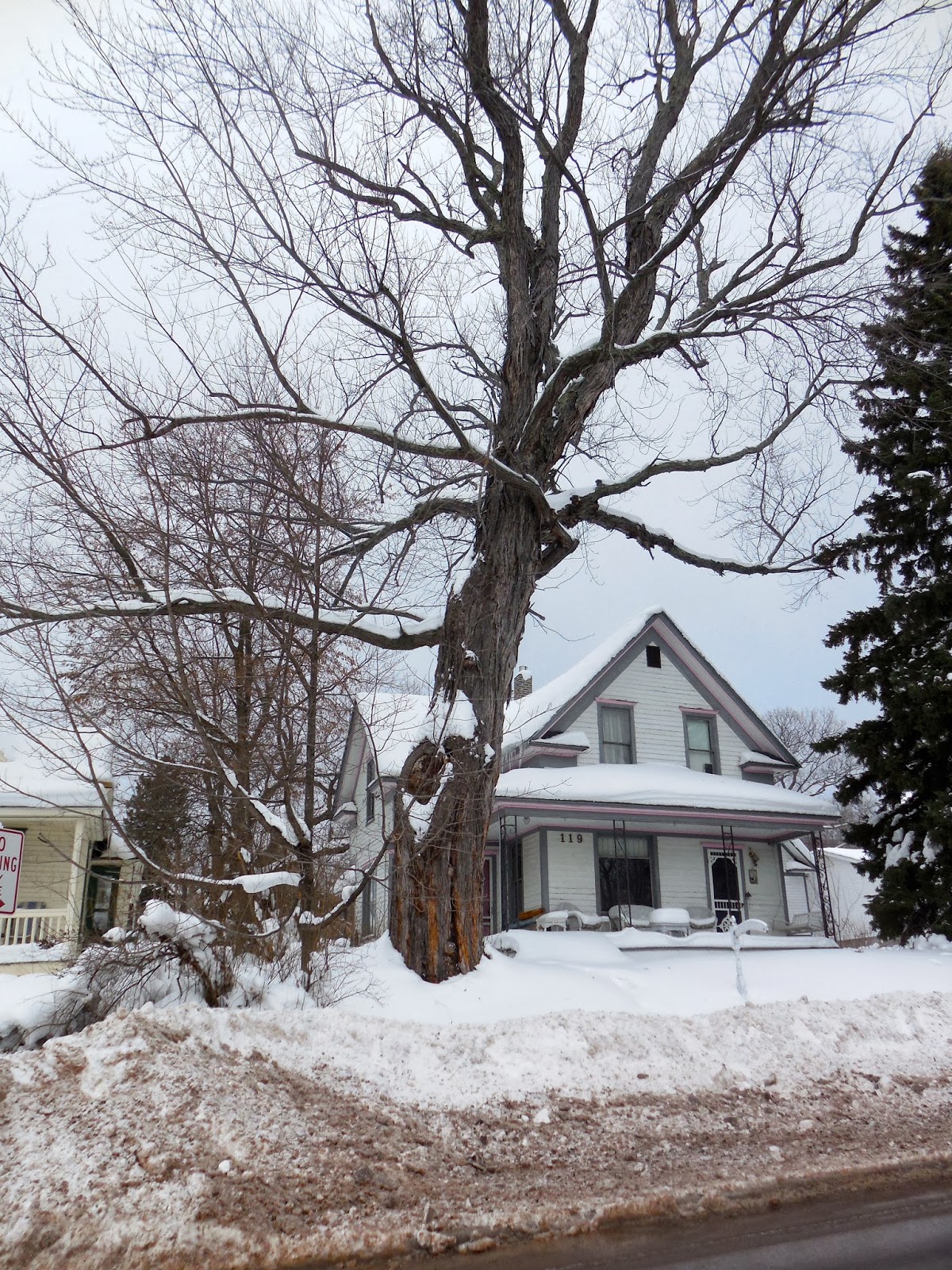 Art's Bayfield Almanac A DANGEROUS SILVER MAPLE TREE