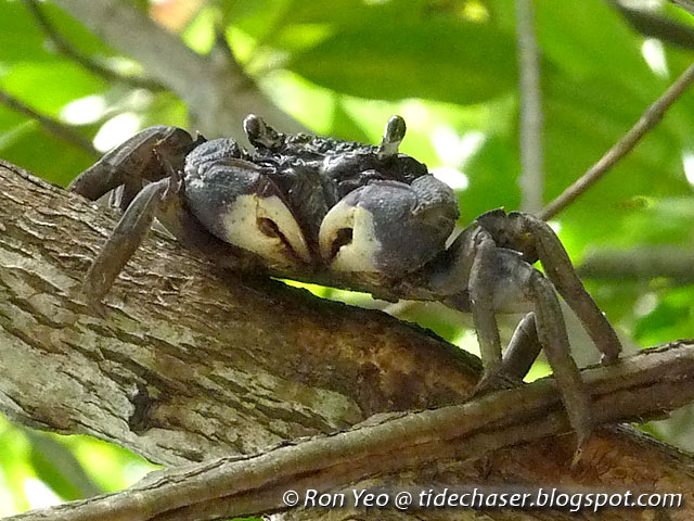 tHE tiDE cHAsER: Sesarmid Crabs (Phylum Arthropoda: Family Sesarmidae) of Singapore
