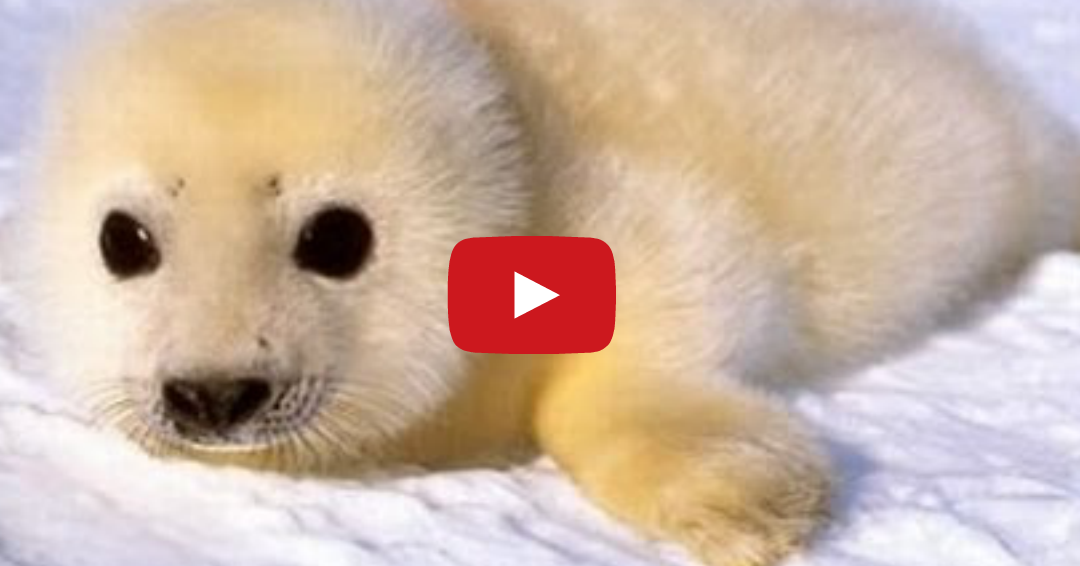 Tastefully Offensive Baby Seals Being Cute in Snow Compilation