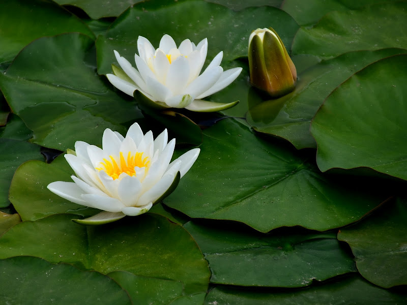 Nikon D7000 + Tamron 18-270 VC a 270 (405) mm • ISO 100 • 1/200 • f/9