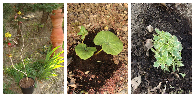 81 Meilleures Images Du Tableau Potager En 2019 Potager