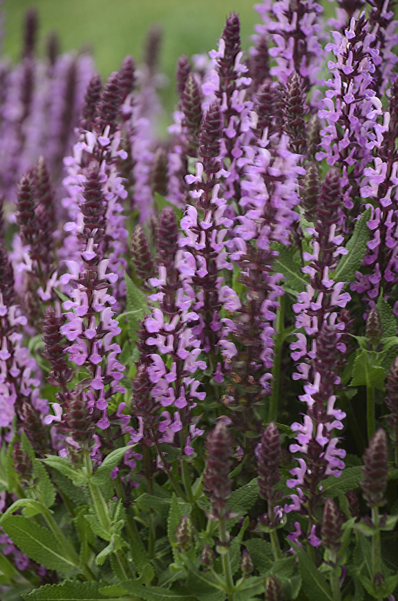 Three Dogs In A Garden