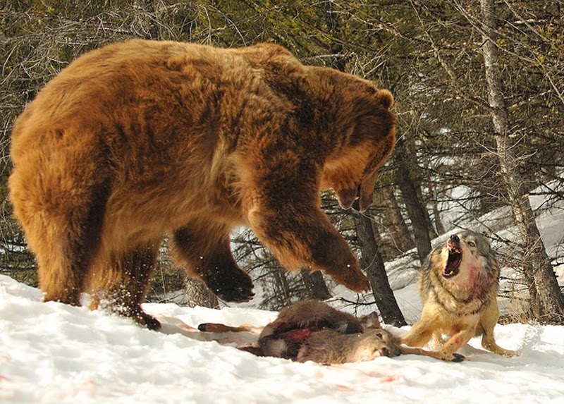  Путин против товарища волка. Решающее сражение на Украине  - фото 1