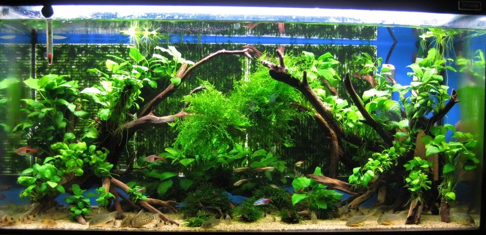 aquaticszone driftwood 407 pageviews