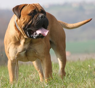 bullmastiff hunting