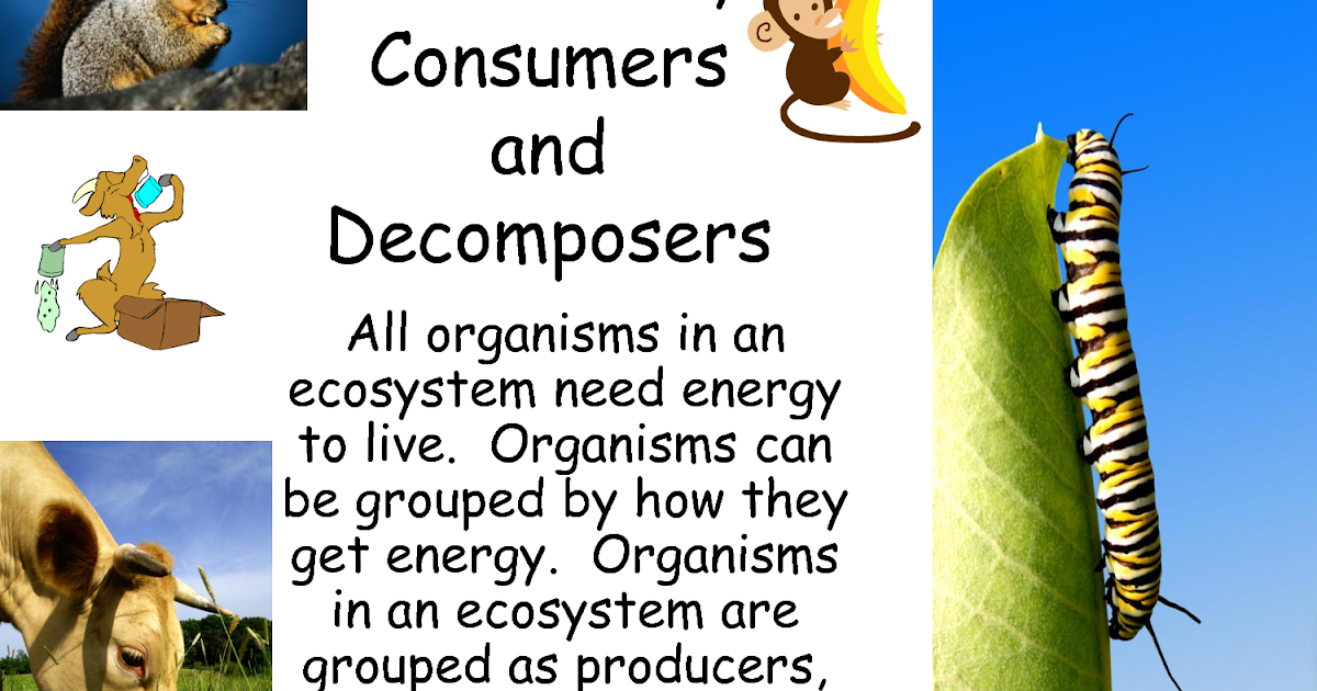 Science online The type of the living organisms according to their feeding