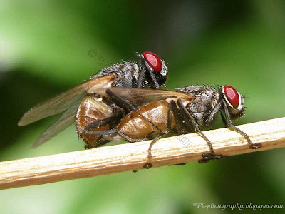 House Flies Mating