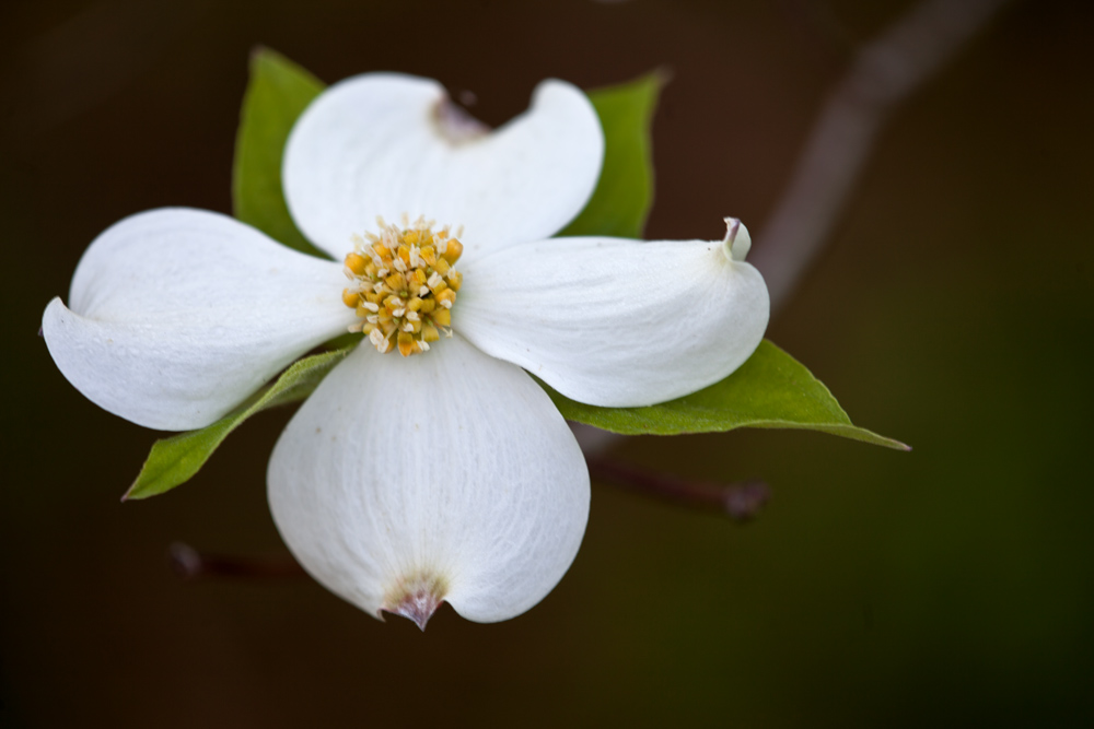 Mary Ann's View East Texas Flowering Dogwoods