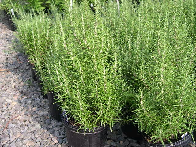 Jual rosemary | lavender | tanaman pengusir nyamuk | suplier tanaman hias
