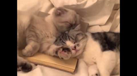Kittens Napping after a Long Playful Day