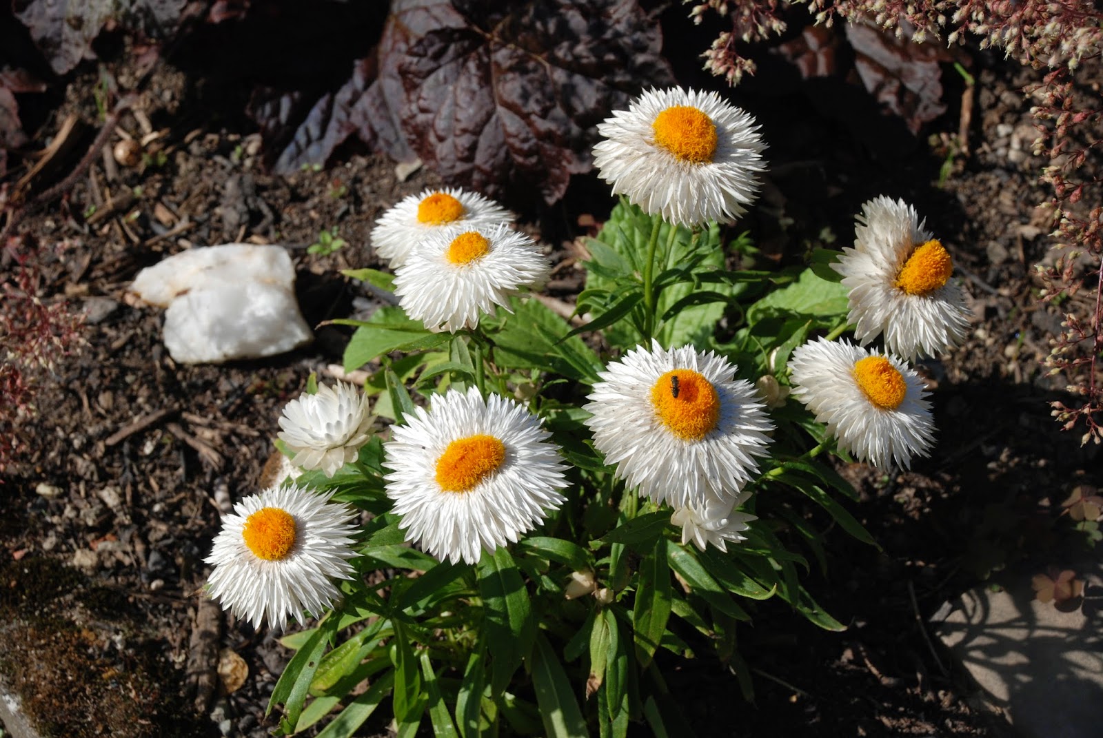 Bickenbach Blumen Juli 2014