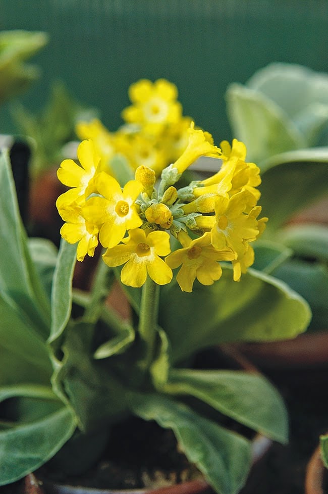 Buy Mahonia Bealei Seeds 120pcs Plant Mahonia Fortunei For Shi Da