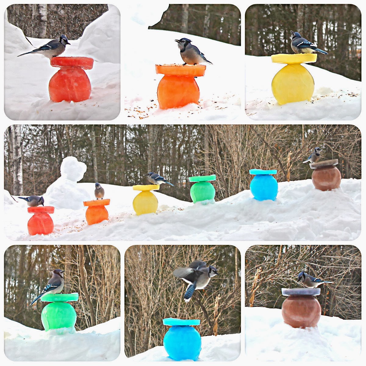 Twig and Toadstool Feeding Our Feathered Friends Rainbow Ice Bird Feeders