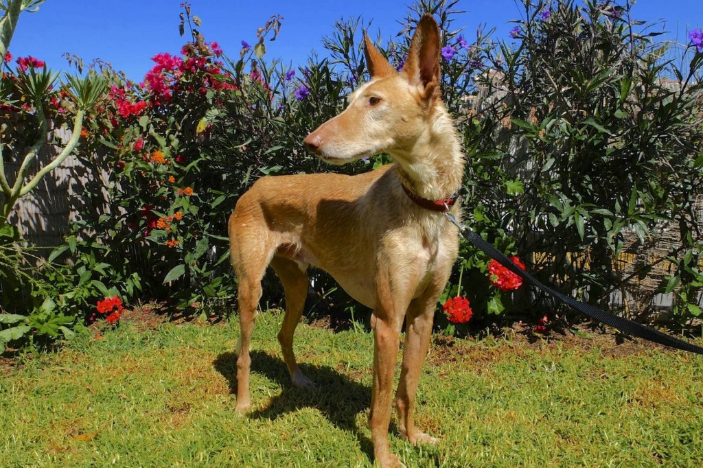 Lebensretter für Hunde aus Tötungsstation gesucht! Auf Pflegeplatz