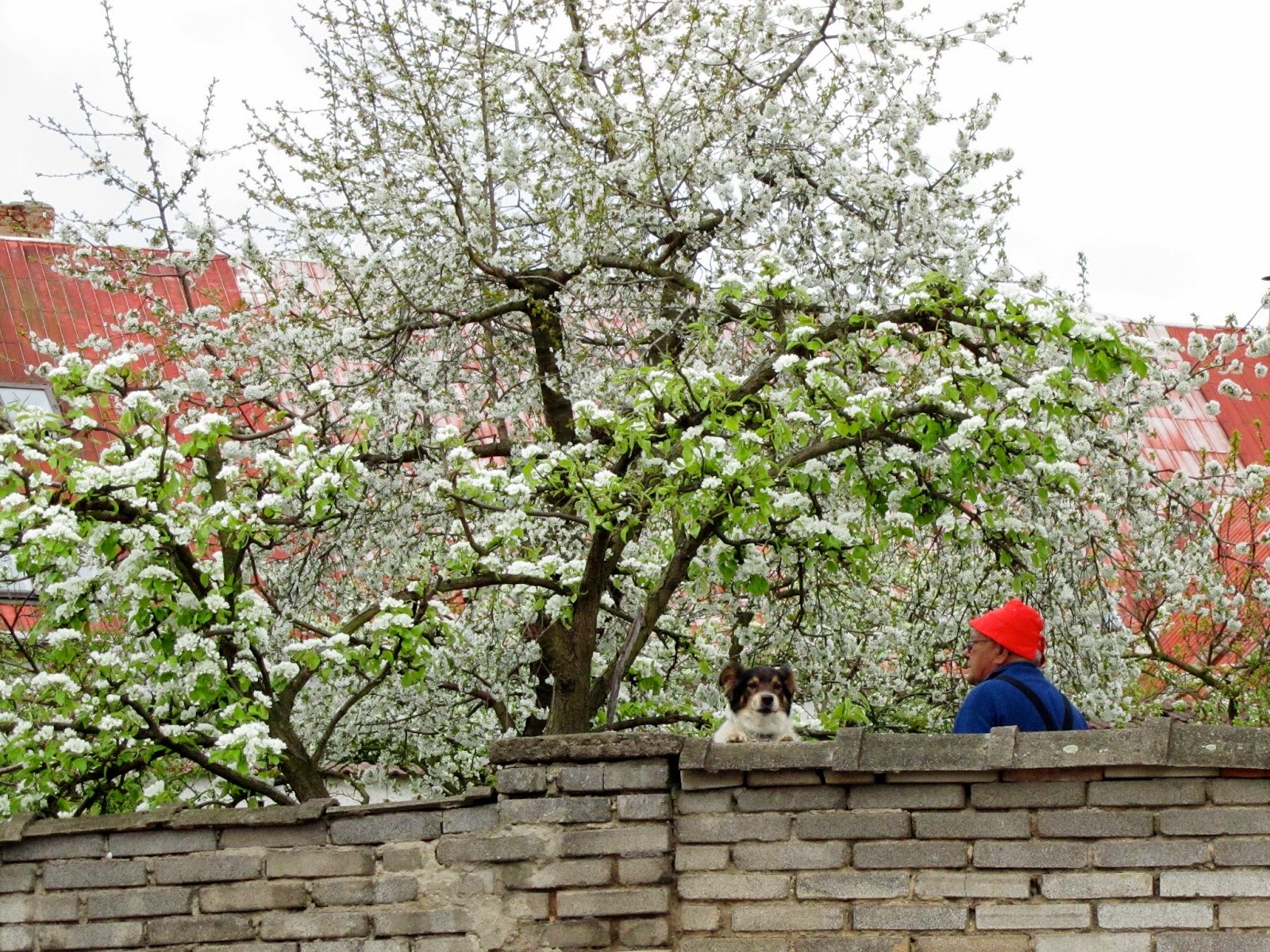 white blooming tree with man and dog