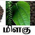 மிளகு (Black pepper, பைப்பர் நிக்ரம், Piper nigrum) 