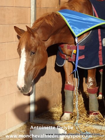 rencontre eleveur chevaux