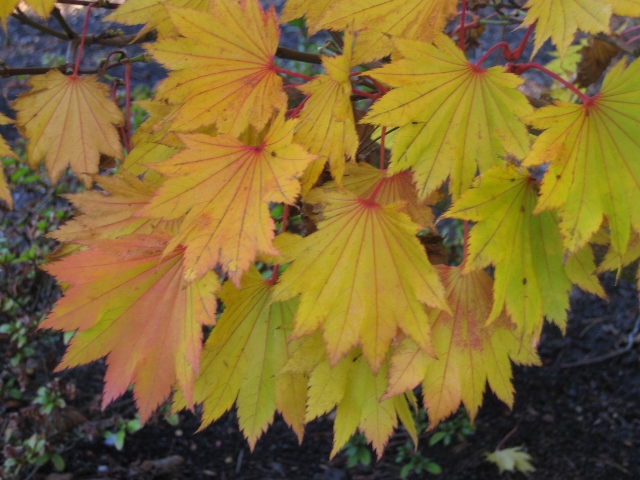 Britta S Happiness Of The Day Autumn Herbst By Rainer Maria Rilke