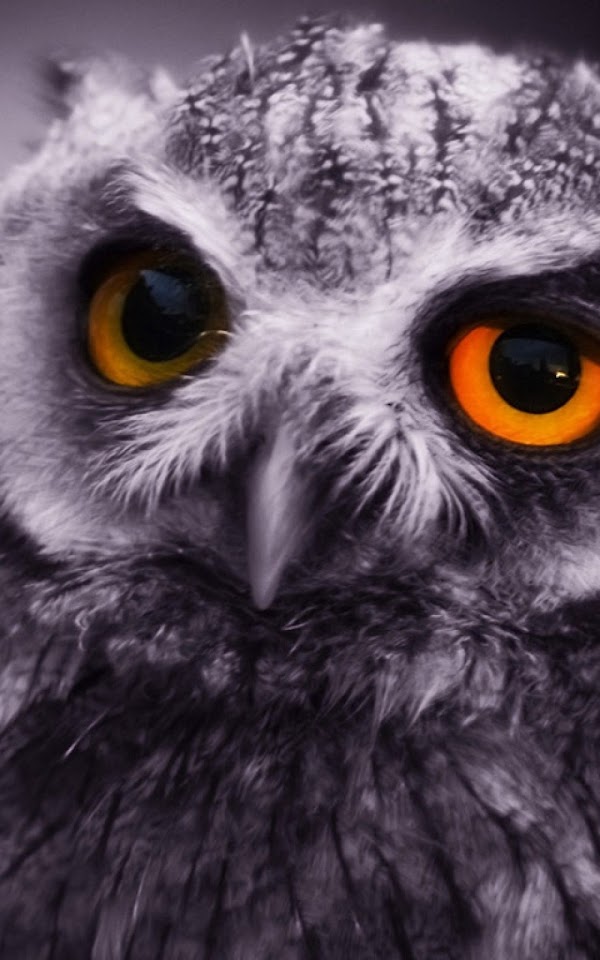 Orange Eyed Owl Grey Android Wallpaper