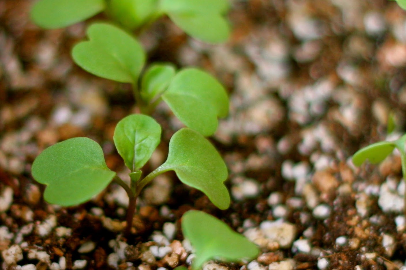 庭とカメラのある暮らし ルッコラの本葉が出てきました