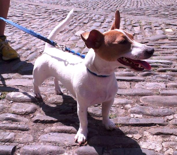 Piula, una cachorra jack russell de 9 meses en Ainsa