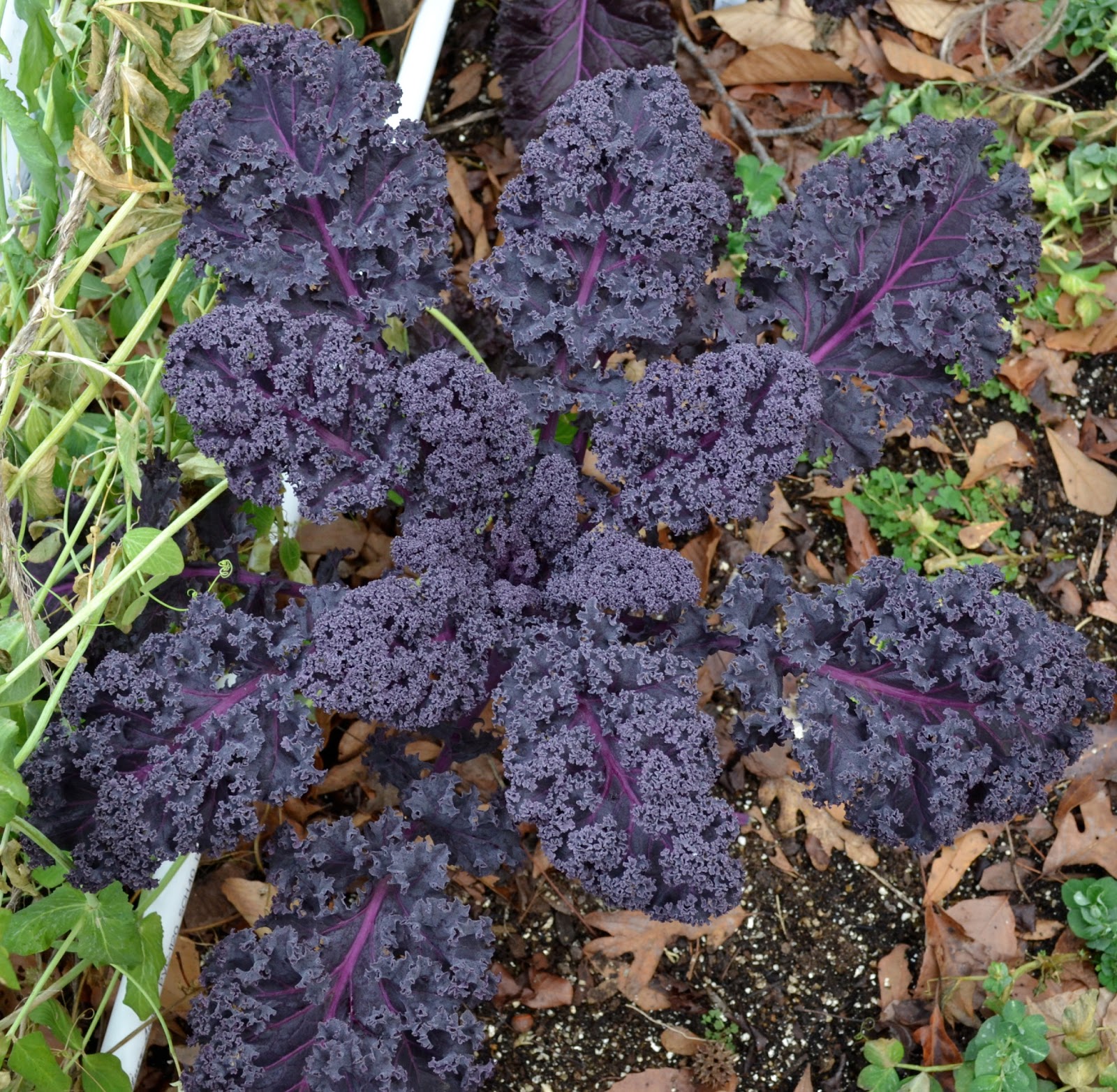 Growing Days Kale Fail.