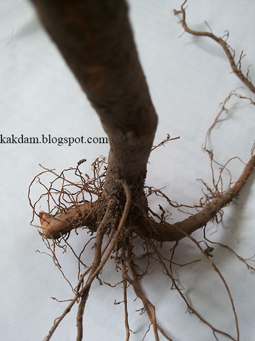 Belajarbiologi Werkstruk Tanaman Cabe Kriting Capsicum Annum L