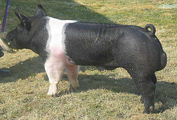 diffrent breeds of pigs