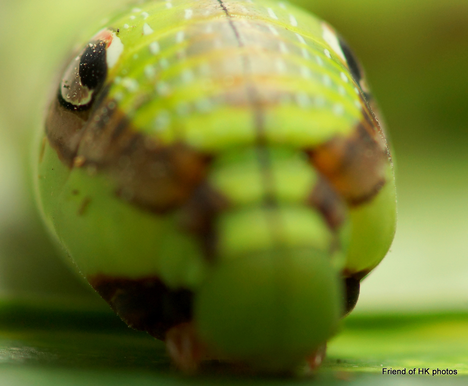 Photographic Wildlife Stories in UK/Hong Kong A Scary Caterpillar