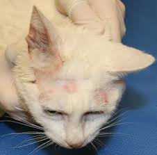 Penanganan Terhadap Kucing Jamuran Mr Garuda