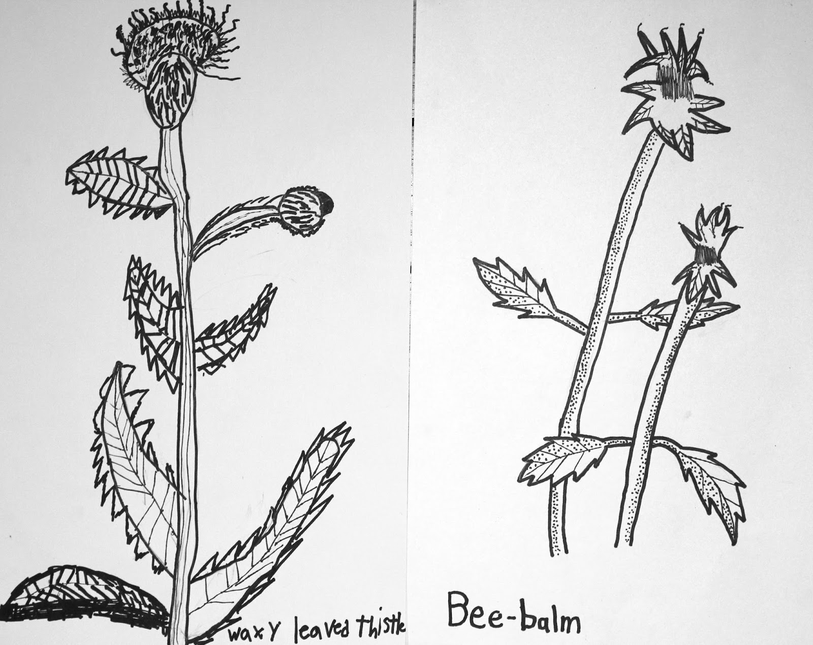 RL Arts CALIFORNIA NATIVE PLANTS