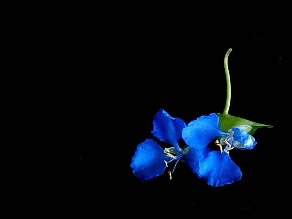 http://2.bp.blogspot.com/-wNpQ_kSfcaI/T3k9wiGew1I/AAAAAAAABD4/hAGIZtoVWMA/s1600/love-blue-flower.jpg