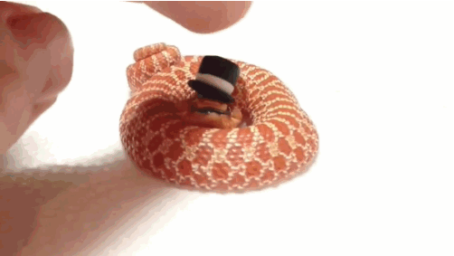 04-funny-gif-130-cute-snake-with-tiny-hat.gif