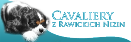 Allevamento: Cavaliery z Rawickich Nizin