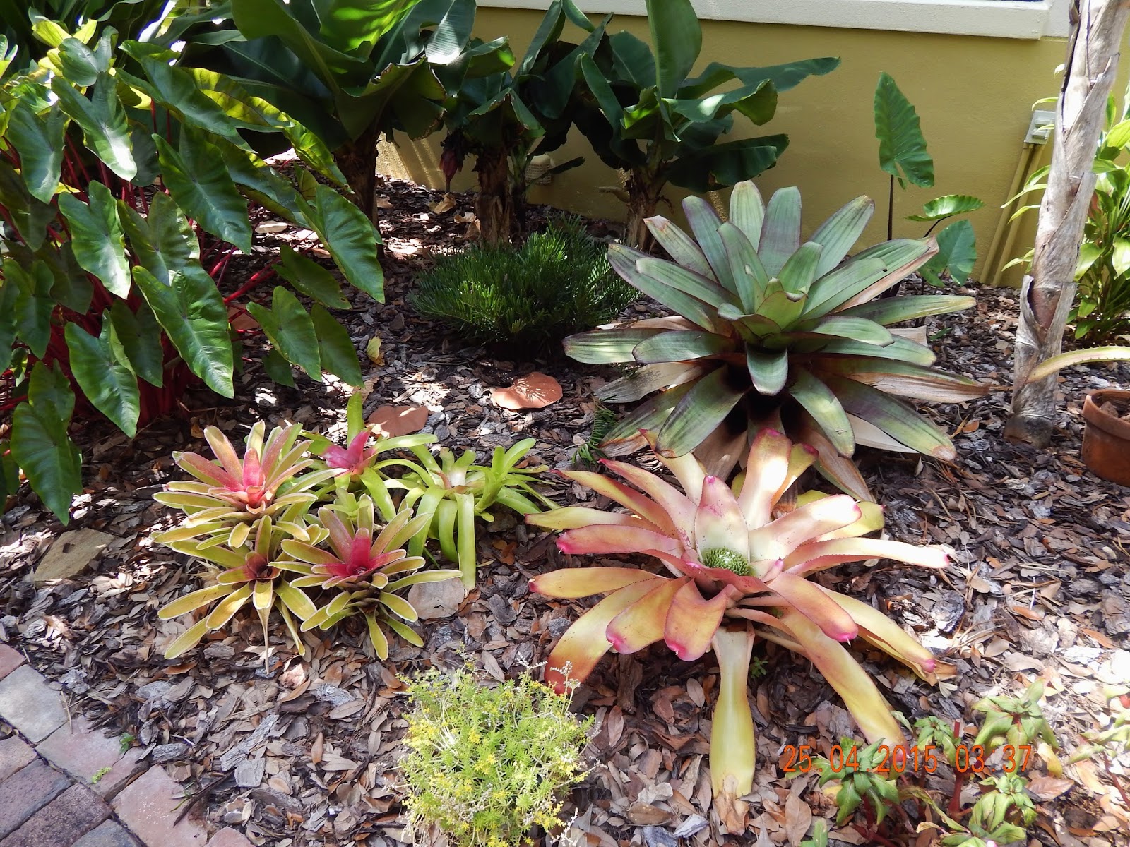 Central Florida Gardener